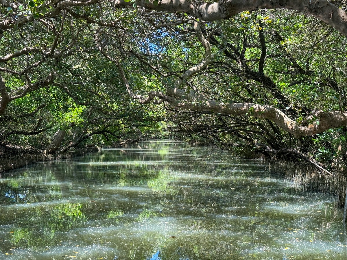 【四草綠色隧道】台南安南區景點推薦，最新費用、航班時間全攻略，一年四季都很美的台版亞馬遜河綠色隧道！