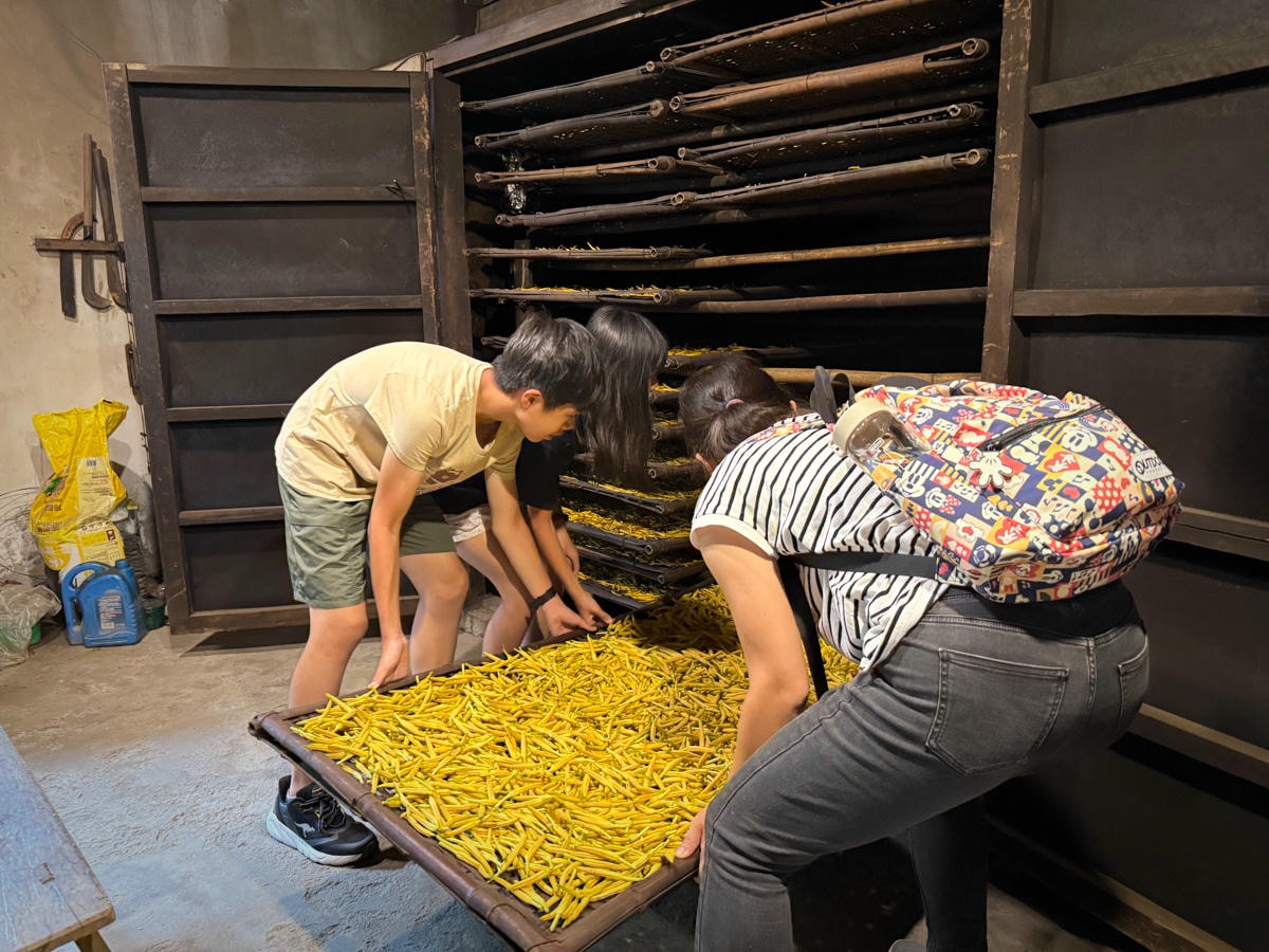 【917有機農場】花蓮玉里景點推薦，產銷履歷無硫金針，遵循傳統古法柴燒，私房唯美金針花海打卡景點！