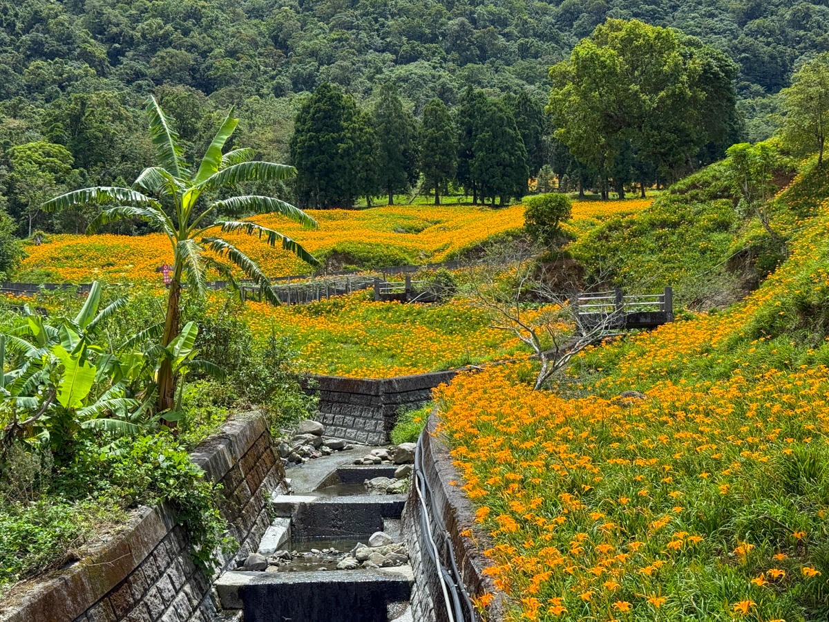 【赤科山金針花季】最新活動資訊一次看！4大賞花專車行程、漫遊23個金針花打卡景點愛上赤科山！
