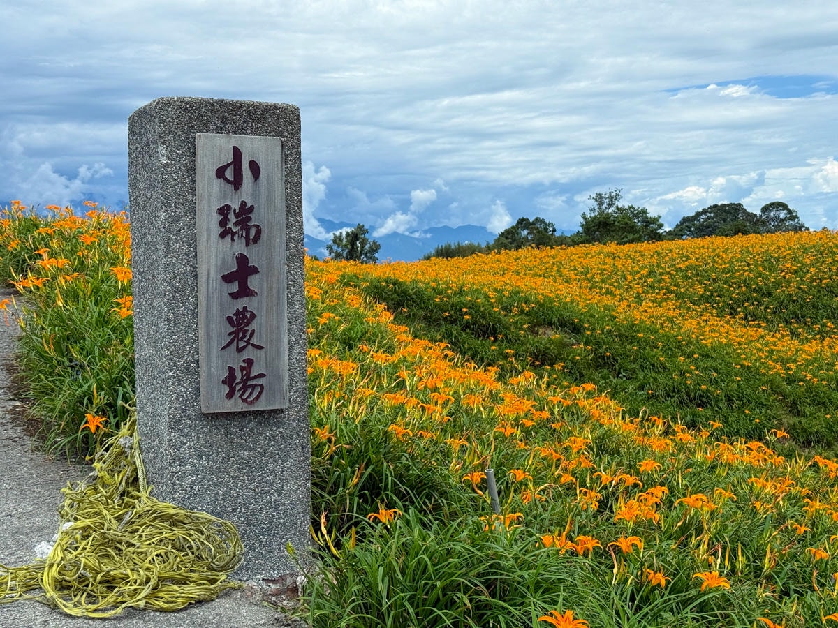【赤柯山小瑞士農場】花蓮赤柯山特色景點推薦，4公頃絕美金針花田，人氣必拍金針花海打卡地標！