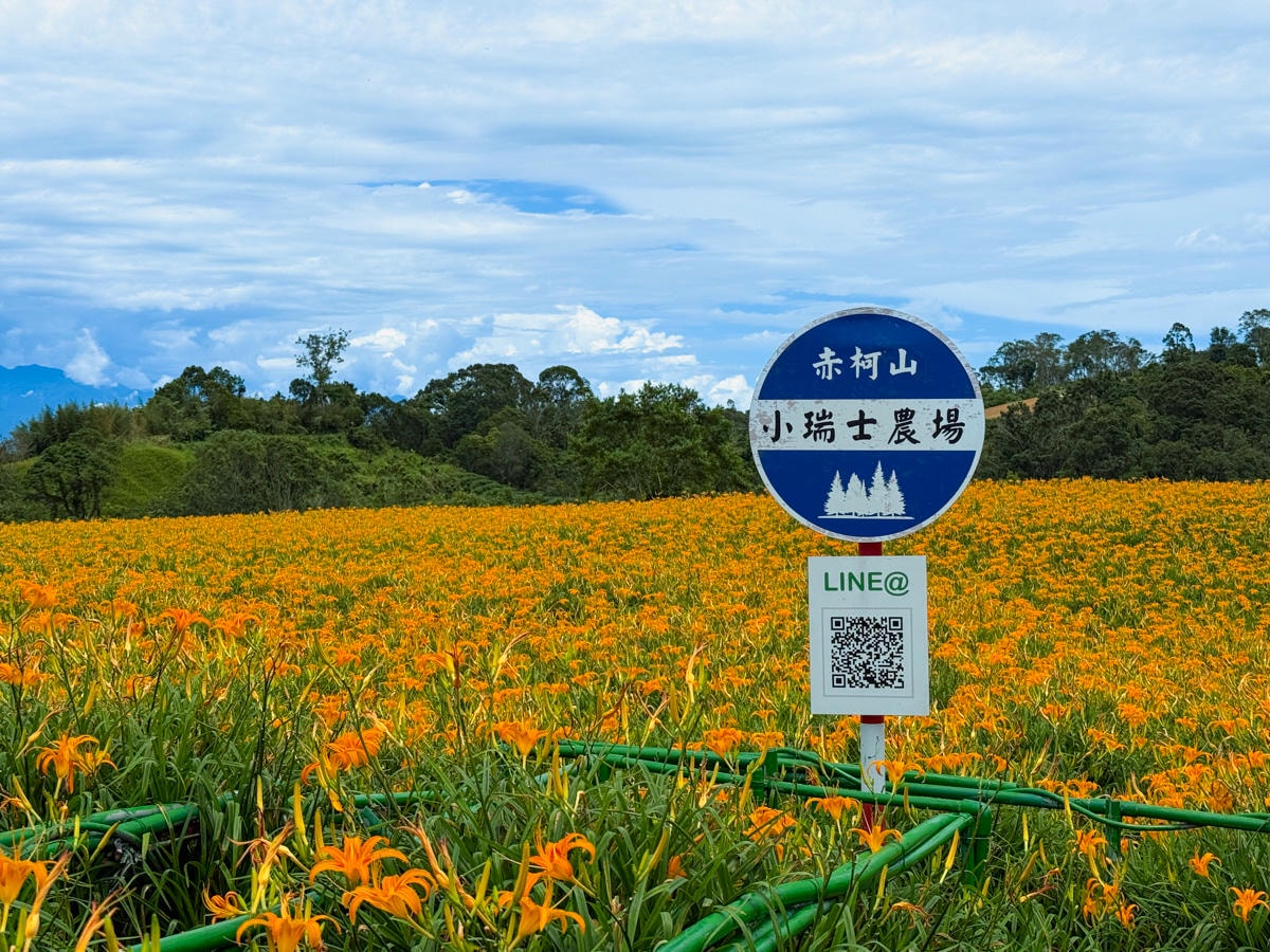 【赤柯山小瑞士農場】花蓮赤柯山特色景點推薦，4公頃絕美金針花田，人氣必拍金針花海打卡地標！
