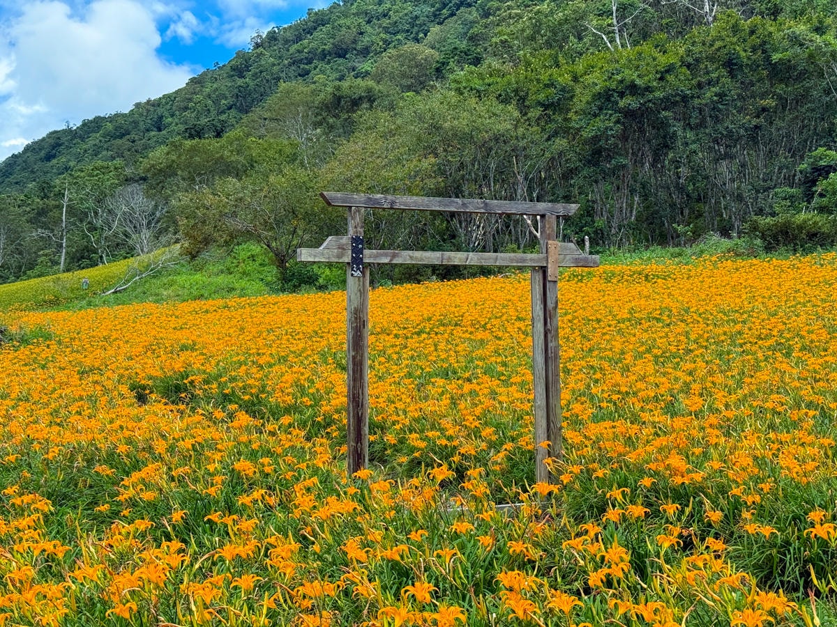 【加蜜園】花蓮赤科山美食餐廳推薦，預約制精緻合菜3000元起，人氣必吃私房無菜單料理！後院必拍金針花海秘境