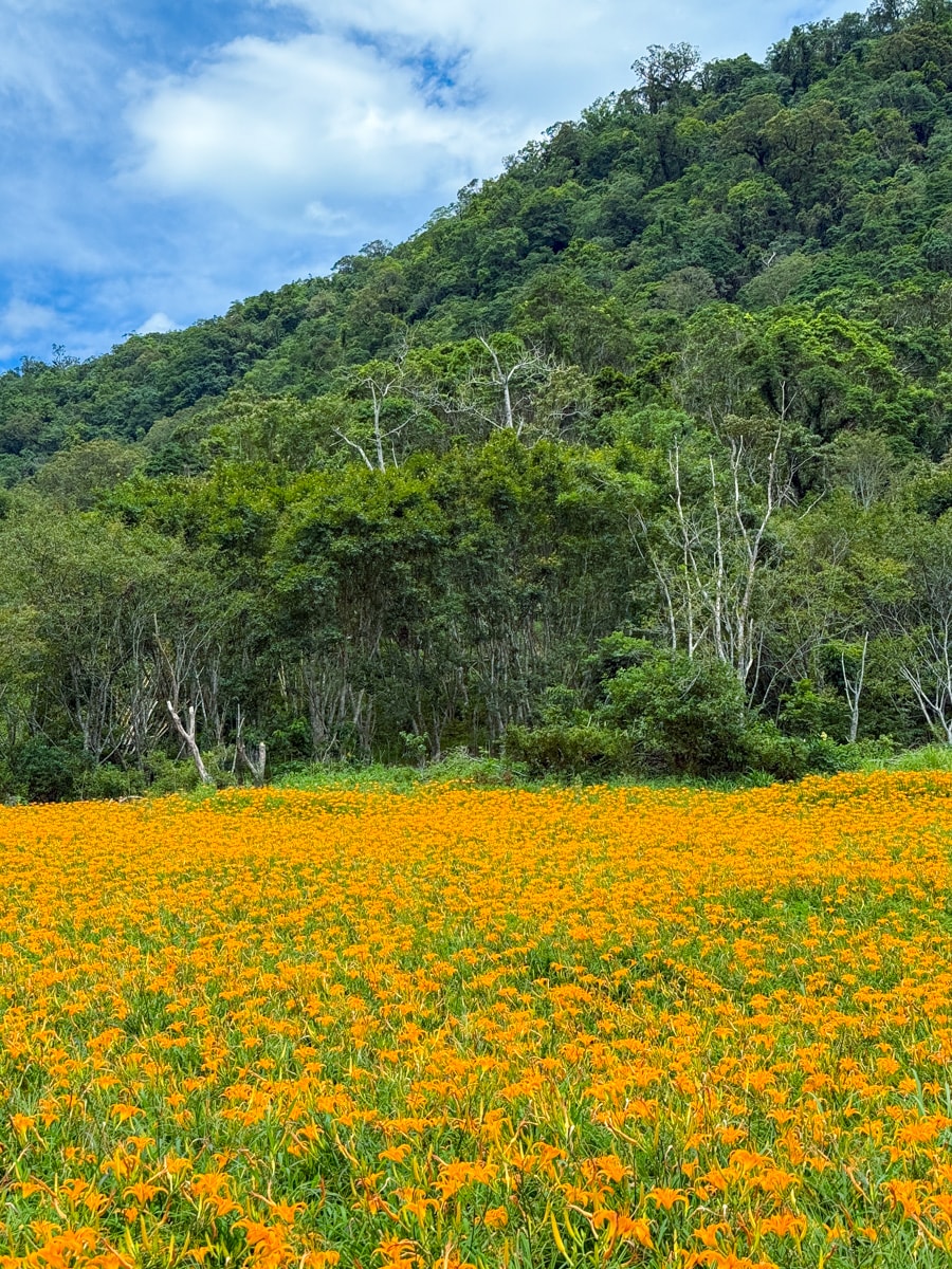 【加蜜園】花蓮赤科山美食餐廳推薦，預約制精緻合菜3000元起，人氣必吃私房無菜單料理！後院必拍金針花海秘境