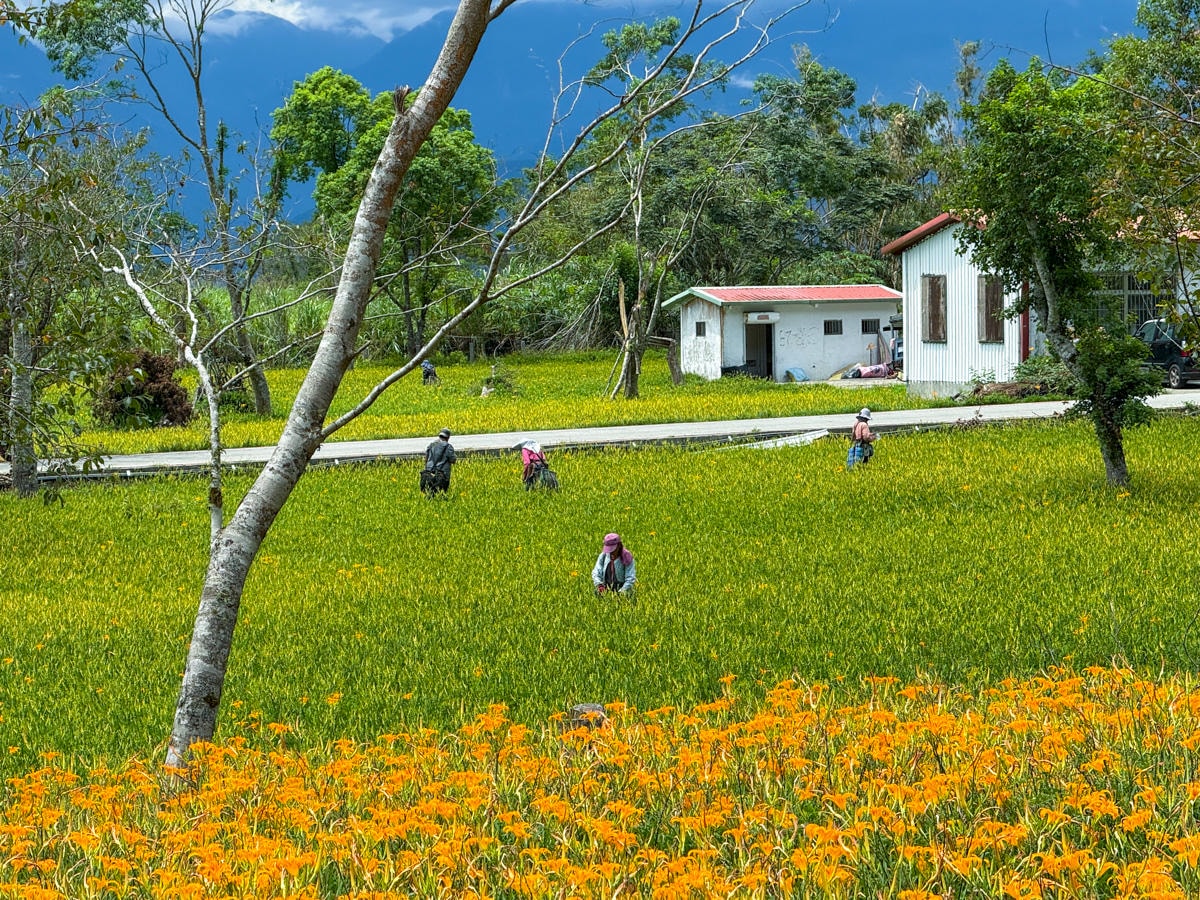 【加蜜園】花蓮赤科山美食餐廳推薦，預約制精緻合菜3000元起，人氣必吃私房無菜單料理！後院必拍金針花海秘境