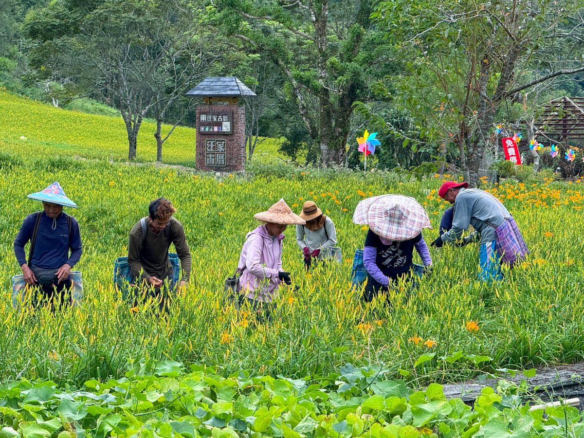 【汪家古厝】花蓮赤科山旅遊景點推薦，獨特木造四合院曬金針，觀景台眺望花東縱谷！