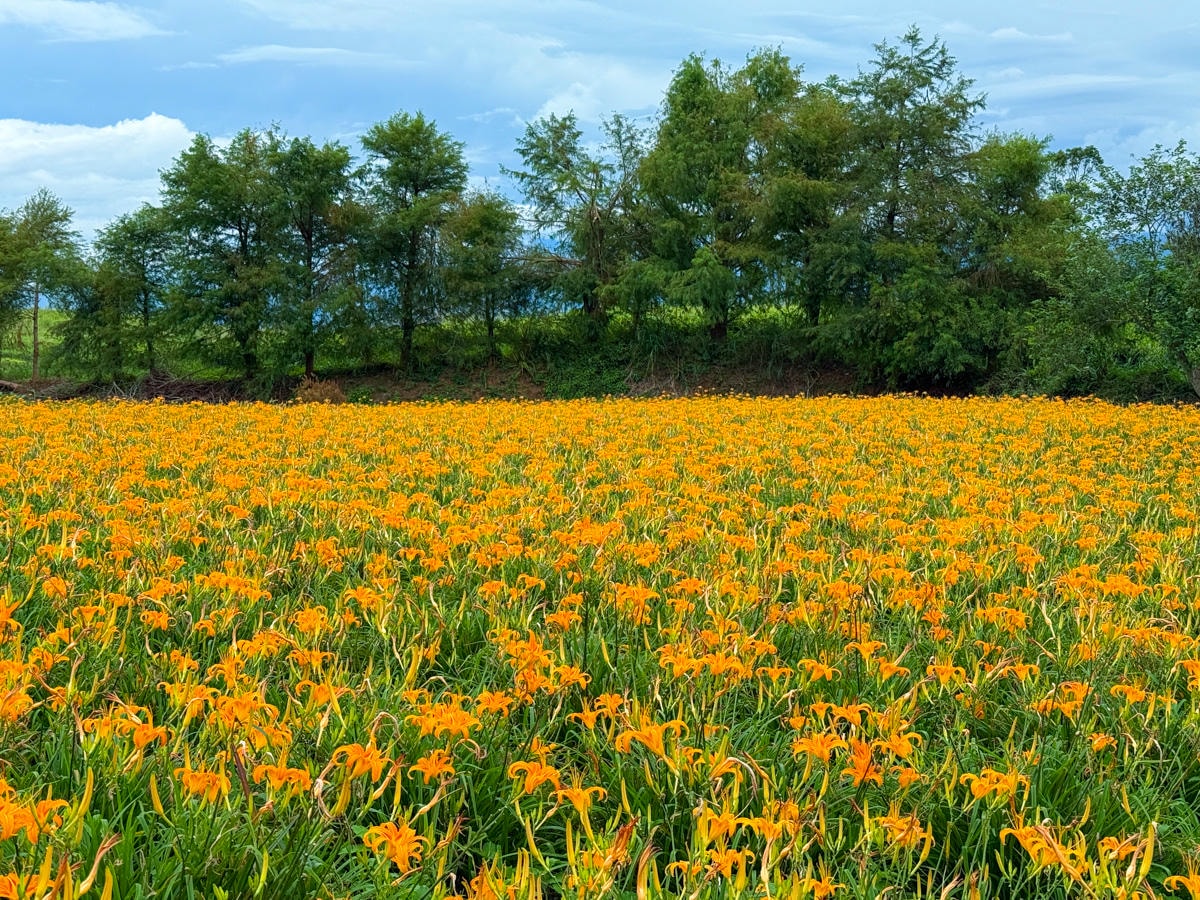 【汪家古厝】花蓮赤科山旅遊景點推薦，獨特木造四合院曬金針，觀景台眺望花東縱谷！