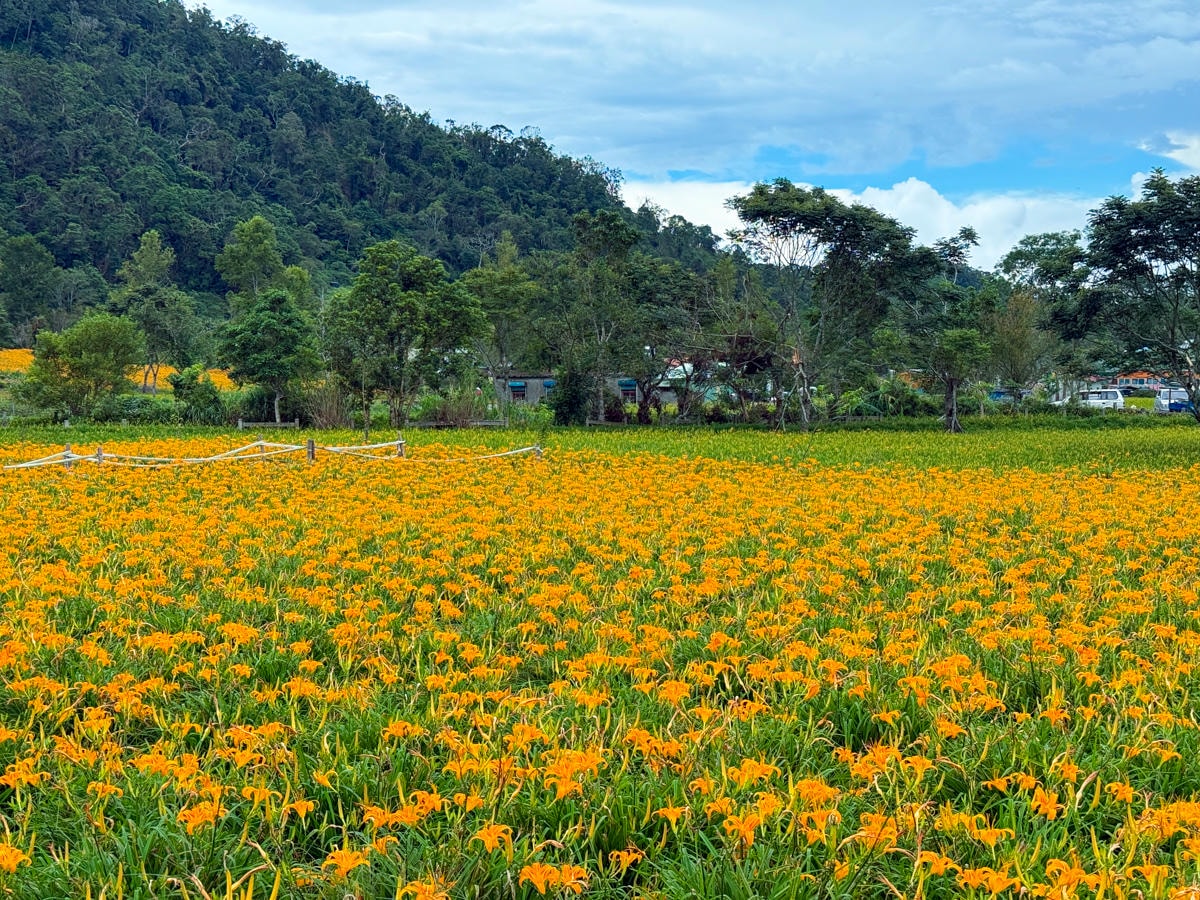 【汪家古厝】花蓮赤科山旅遊景點推薦，獨特木造四合院曬金針，觀景台眺望花東縱谷！